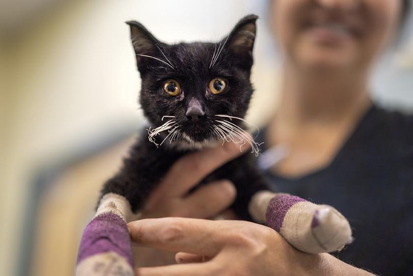 UC Davis Vet Med Cats Burned