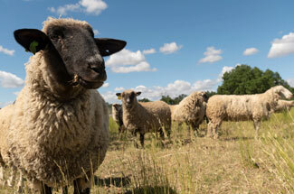 Sheep in a field