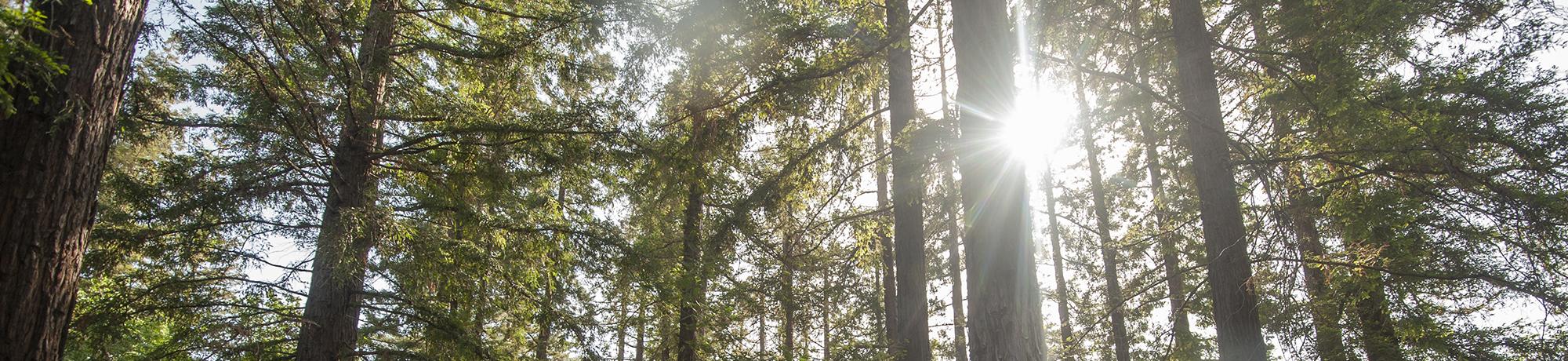 sunflare in redwood grove