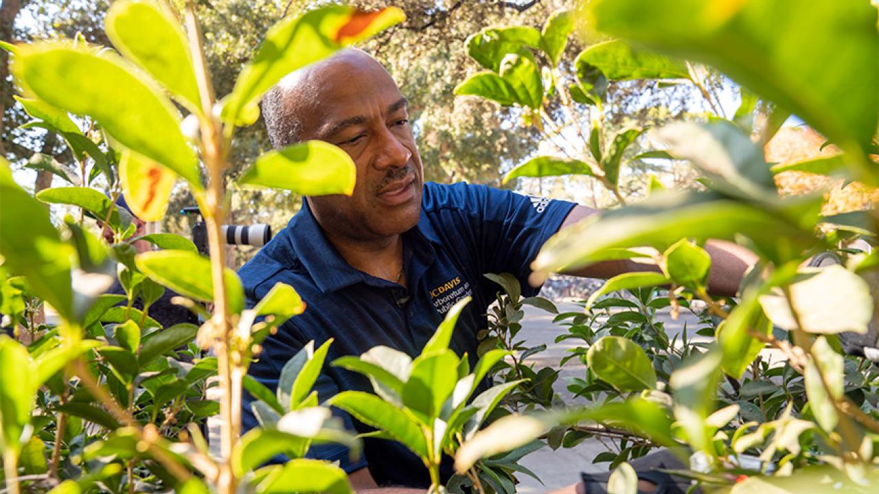 Chancellor May pruning bushes on campus