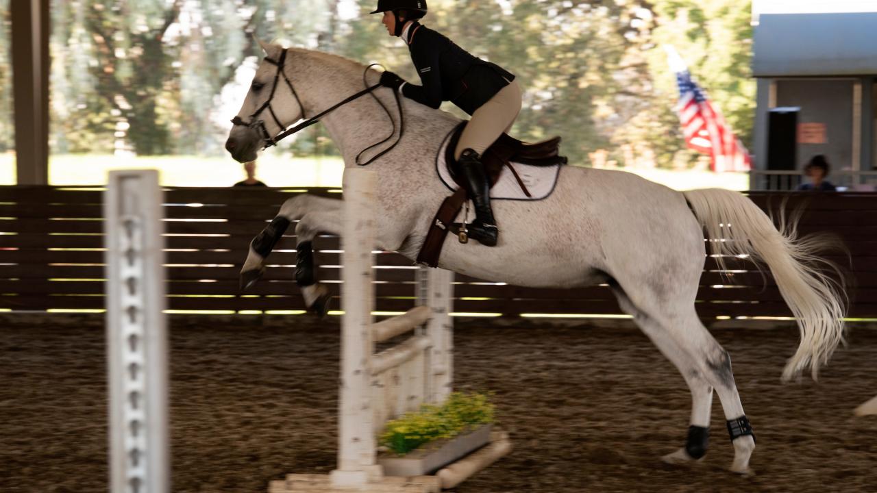An equestrian student in a blue jacket riding a white-gray horse leaping over an obstacle