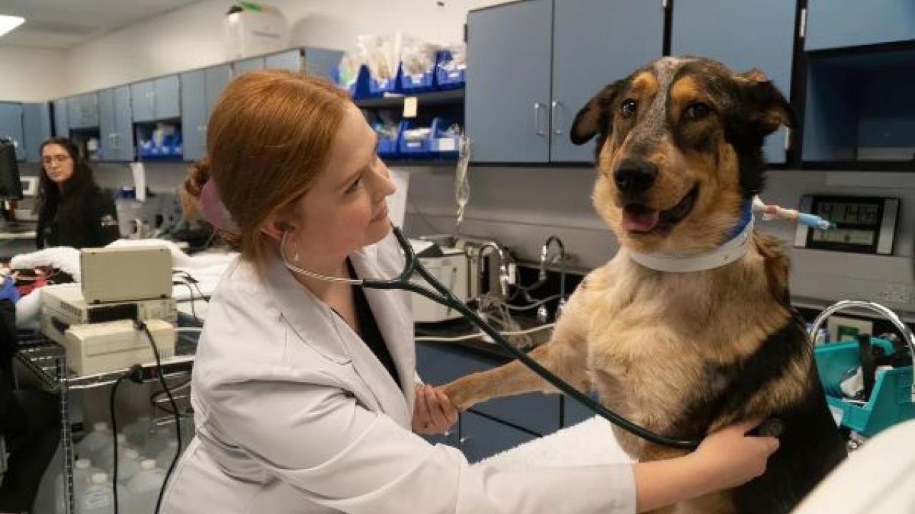 Veterinary Technicians vs. Veterinarians: Understanding the Differences -  OC Veterinary Assistant School | OCVAS, image size:1280x720
