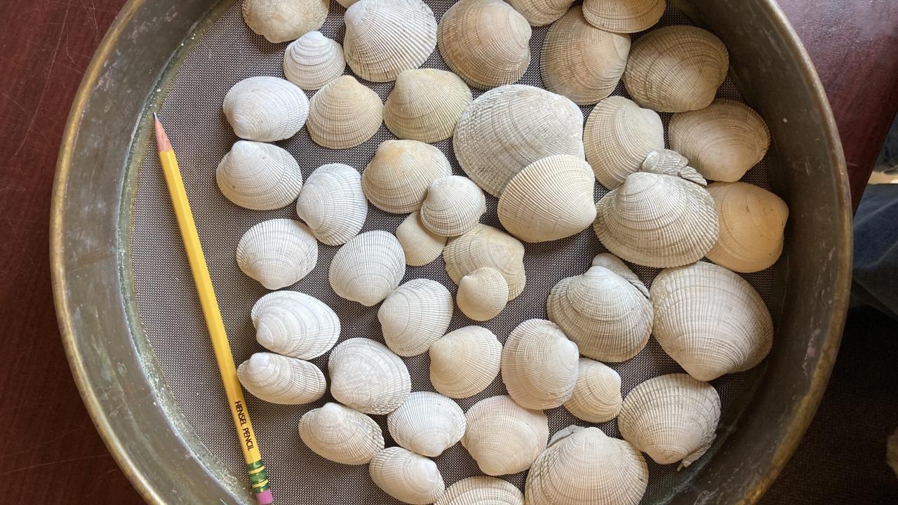 Bowl of Pacific Littleneck Clams