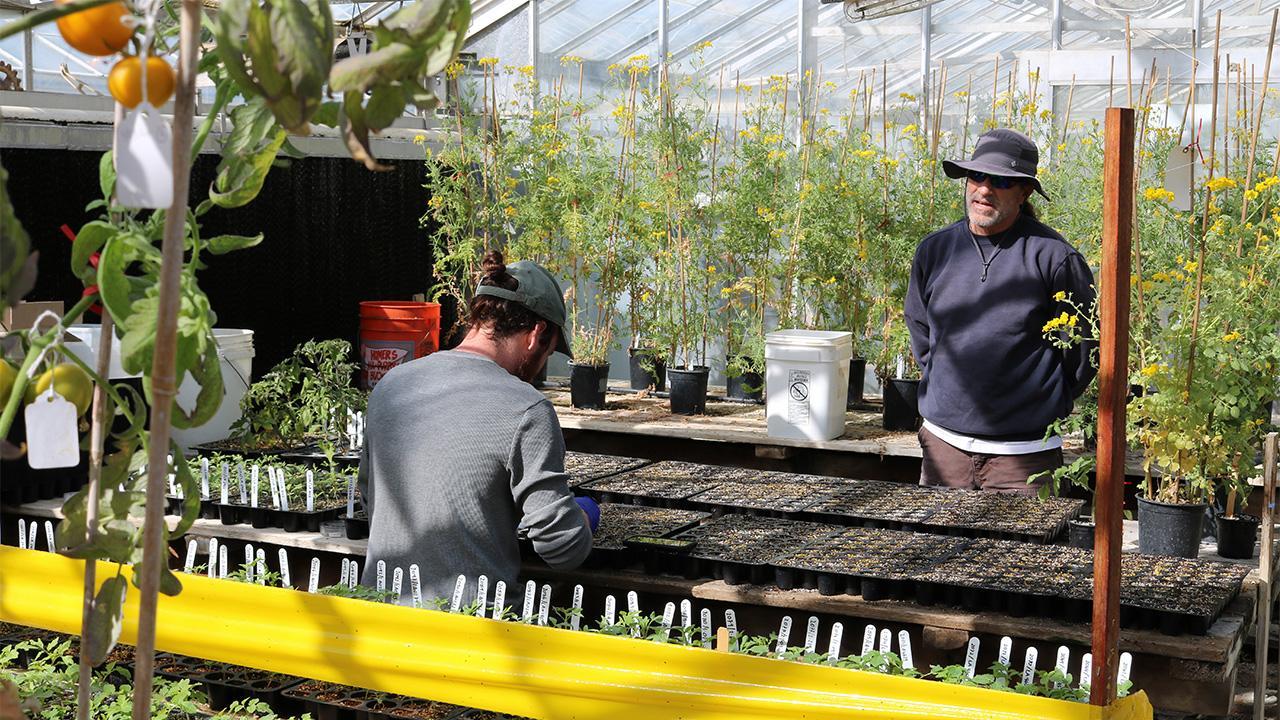 Matt Valle, left, of the C.M. Rick Tomato Genetics Resource Center, plants seeds with greenhouse manager Eric Haddix in a UC Davis greenhouse.