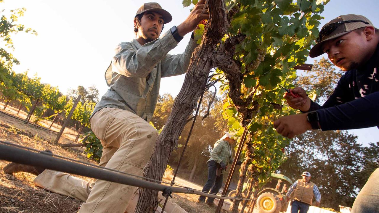 People harvest grapes