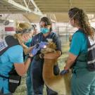 UC Davis veterinarians, from left, Jennifer Cassano, Rose Digianantonio and Celeste Morris, members of the Veterinary Emergency Response Team, examine llamas at animal evacuation facility