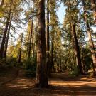 Redwood forest at UC Davis arboretum