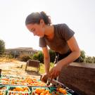 Young woman bending over crates of cherry tomatoes at sunny farm stand