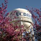 UC Davis water tower with pink flowering trees in foreground.