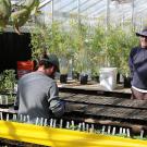 Matt Valle, left, of the C.M. Rick Tomato Genetics Resource Center, plants seeds with greenhouse manager Eric Haddix in a UC Davis greenhouse.
