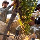 People harvest grapes